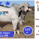 Go to 10th annual Clermont Beef Bull Sale.