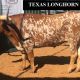Trails West Sale Roma (Texas Longhorns)