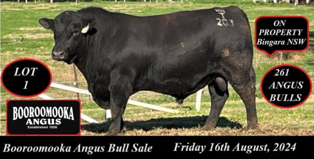 Booroomooka Angus Bull Sale 2024