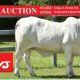 LIVE AUCTION AT BEEF