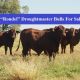 Rondel  Droughtmaster Bulls (For Sale)