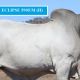 Go to Lancefield, Lancefield M, Sale Bulls