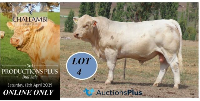 3rd Annual Challambi Charolais Production Plus Bull Sale