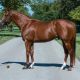 Go to NEW SIRES IN AUSTRALIA FOR 2015