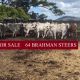 Go to 64 BRAHMAN STEERS FOR SALE