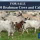 Go to 240 Brahman Cows & Calves For Sale