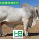 HAZELTON BRAHMANS RBW 2019