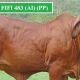 Go to Stockman Reds selling All Stars Sale