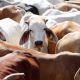 Indonesia's 200,000 and 300,000 head of cattle in the last quarter