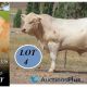 3rd Annual Challambi Charolais Production Plus Bull Sale