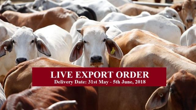 LIVE EXPORT SLAUGHTER ORDER