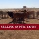 Go to SELLING 65 PTIC COWS