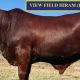 View Field Droughtmaster Diamond Genetics Sale