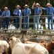 Go to Cattle Markets