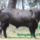 Go to Bonnydale Black Simmentals