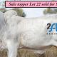 Lancefield Sale 30 Females.
