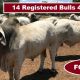 Go to 14 Registered Bulls 4 Polled (For Sale)