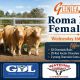 Go to Glenlea Beef  Roma Bull & Female Sale 2026