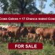 Go to 15 Cows & Calves + 17 Chance mated Cows