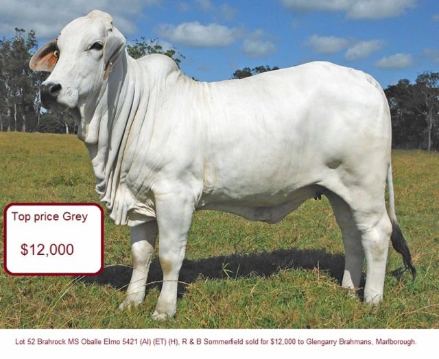 Gympie Female Sale Results