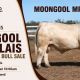 Go to Moongool Charolais Ag Grow Bull Sale.