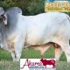 Go to Akama Brahman Stud Bull Sale Nebo