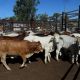 PRIME AND STORE SALE  DALRYMPLE SALEYARDS