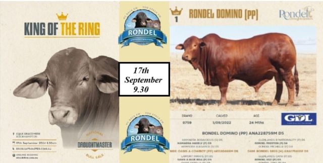 Rondel’s Droughtmaster National Bull Sale 2024