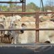 Go to David Heath speaks out on the 50,000 head quota