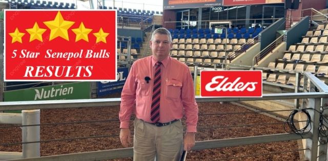 5 Star Senepol Bull Sale
