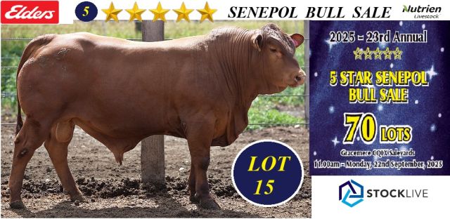 5 Star Senepol Sale 2025