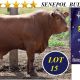 5 Star Senepol Sale 2025