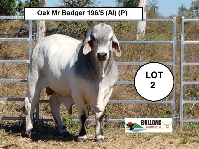 Reef To Ranges Interbreed bull sale