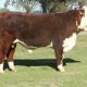 Go to 42nd Annual Ironbark Hereford Bull Sale