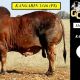 Kangarin Brahmans Bulls Gold City 2025