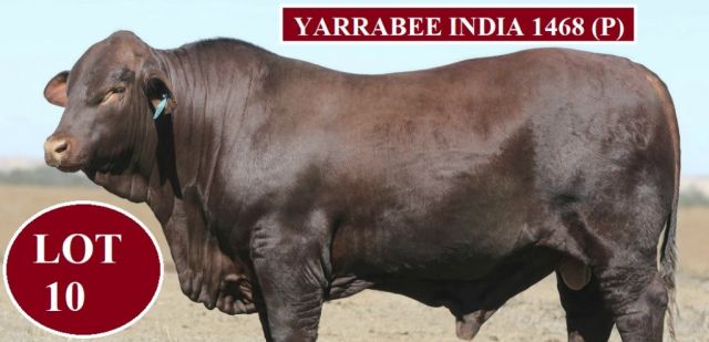 Yarrabee Santa Sale RESULTS (2020)