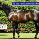 Upgrade in top Qld’s sire’s mares shown at Easter