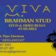 Go to Viva Brahman Stud