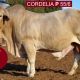 Go to Cordelia P Stud