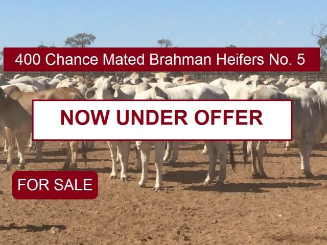 400 Chance Mated Brahman Heifers No. 5