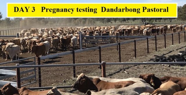 DAY 3   Pregnancy testing  Dandarbong Pastoral
