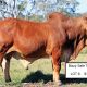 Go to Great Result at the 7th Annual Bizzy Invitational Sale