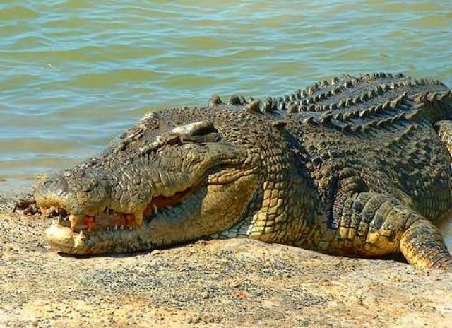 New Plan to float Territory crocodile trade