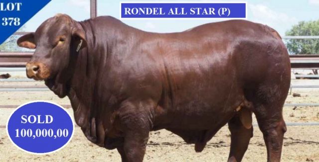 Droughtmaster Bull Sale Day Two.
