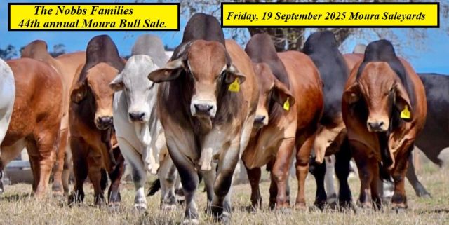 The Nobbs Families Bull Sale 2025