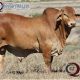 Minlacowie and Wingfield Droughtmasters (Sale Bulls)