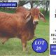 Go to Malabar Red Brahmans Big Country Sale 2025
