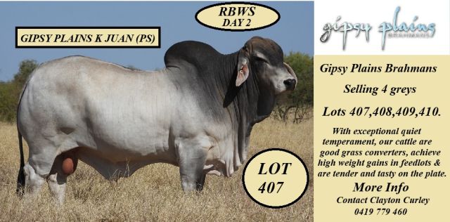 Gipsy Plains Brahmans 2025 (RBWS)