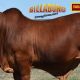 Billabong Droughtmasters National Sale Bulls