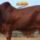 Billabong Droughtmasters National Sale Bulls 2024